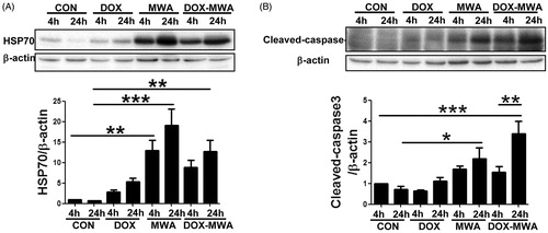 Figure 3. Expressions of Hsp70 and cleaved caspase-3 at 4 h and 24 h after treatment. Western blot results of (A) Hsp70, and (B) cleaved caspase-3 at the coagulation or necrosis margins of the tumour tissues. Significant differences in the relative intensity of Hsp70 and cleaved caspase-3 were detected between the DOX group and 20W-MWA and DOX-MWA groups. The results are displayed as the mean, and the error bars denote SD; n = 6 for each group; p < 0.05. Significant differences in Hsp70 and cleaved caspase-3 were detected between the 20W-MWA and DOX-MWA groups at 24 h after treatment. The DOX-MWA level of Hsp70 was lower than 20W-MWA at 24 h after treatment; however, the DOX-MWA levels of cleaved caspase-3 were significantly higher. *p > 0.05; **p < 0.05; ***p < 0.01.