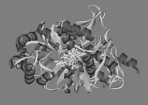 Figure 2 Diterpene 1 (white) in the active site of urease shows that 1 is unable to reach the nickel metal (blue) centre. The enzyme conformation of the (Bacillus pasteurii) Urease-Ligand complex (PDB code: 4UBP) was used for docking. Colours: Helix (Red), sheet (blue) and loop (green).