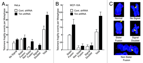 Figure 3. Timeless-depleted cells have telomere aberrations. (A, B) Frequency of metaphase telomere phenotypes observed in HeLa (A) or MCF-10A (B) cells expressing control or Timeless shRNA. Metaphase spreads were hybridized with a telomere-PNA probe. n > 100 metaphase spreads; Error bars correspond to standard deviations obtained from three independent experiments. (C) Representative images of a normal metaphase chromosome and telomere abnormalities are shown.