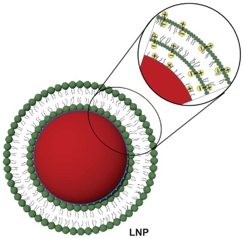 Figure 1 Schematic diagram showing the structure of lipid/polymer particle assemblies. The negative phosphate charges on the hydrophilic segment of DPPC (green) can be attracted to the oppositely charged ions of the ammonium bromide ammonia headgroup of DMAB (blue), which modify the surface of DOX-loaded PLGA nanoparticles (red).Abbreviations: DMAB, dimethyldidodecylammonium bromide; DOX, doxorubicin; DPPC, 1,2-dipalmitoyl-sn-glycero-3-phosphocholine; LNP, lipid/polymer particle assembly; PLGA, poly(lactic-co-glycolic) acid.