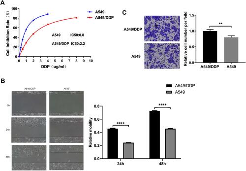 Figure 1 The difference in biological efficacy A549 and A549/DDP cells. (A) The MTT assay was used to detect the difference in cisplatin chemosensitivity of the two cell lines. The cisplatin sensitivity of A549/DDP by the MTT assay, IC50 = 2.2μg/mL. The cisplatin sensitivity of A549 by the MTT assay, IC50 = 0.8μg/mL (B) Wound healing assays were performed to reveal the relative mobility. The line graphs show the mean ± SD of three scratches from one representative experiment. (C) 24 h after transfection, A549 and A549/DDP cells (in 200 μL serum-free medium) were seeded into inserts and incubated for 60 h, chambers were disassembled, and the membranes were stained with 2% crystal violet solution for 5 min and placed on a glass slide. Cells at the lower surface of the membrane were counted under a light microscope at five random fields. All data represent mean ± SD of three independent experiments. **p < 0.01. The invasion ability of the A549 cells was weaker than that of the A549/DDP cells. All data represent mean ± SD of three independent experiments. ****p < 0.0001.