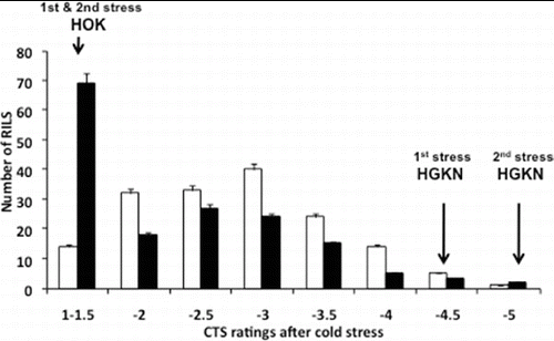 Figure 1. Frequency distribution of RILs in the five-point rating scales for CTS obtained after the first period of cold stress (white bars) and after the second period of cold stress with an intervening eight-day recovery period (black bars). Error bars indicate standard errors of the means of the eight rating classes. CTS data after the first period of cold stress are from [Citation36]. For the five-point rating scales, see Materials and methods.