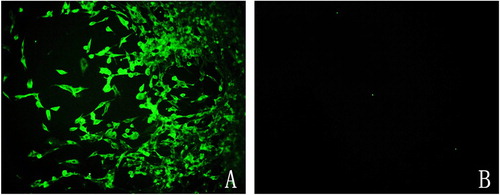 Figure 4. Chicken-derived ALV-J does not infect GEF cells. Fluorescence microscope images of ALV-J-infected CEF cells (A) and GEF cells (B) incubated with monoclonal antibody 5D3 and FITC-labelled goat anti-rat IgG.