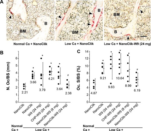 Figure 5 Treatment with W9 24 mg/kg/day complexed in NanoClik nanoparticles prevented the increase in bone resorption parameters induced by a low calcium diet.Notes: (A) Histological observations of the proximal tibiae. TRAP-positive cells are shown in red. TRAP-positive multinucleated cells were designated as osteoclasts. The scale bar represents 50 μm. (B) Number of osteoclasts per bone surface and (C) osteoclast surface per bone surface. Data are shown as the mean ± standard deviation, with n=5 for each experimental group. *P<0.05 versus normal Ca + NanoClik; #P<0.05 versus low Ca + NanoClik.Abbreviations: Ca, calcium; CHP, cholesterol-bearing pullulan; Oc. S/BS, osteoclast surface per bone surface; N. Oc/BS, number of osteoclasts per bone surface; TRAP, tartrate-resistant acid phosphatase; Normal Ca + NanoClik (n=5), vehicle (NanoClik nanoparticle)-injected mice fed a normal calcium diet; low Ca + NanoClik (n=5), vehicle (NanoClik nanoparticle)-injected mice fed a low calcium diet; low Ca + W9 (24 mg, n=5), W9 (24 mg/kg/day) was injected into mice fed a low calcium diet; low Ca + CHP-W9 (24 mg, n=5), W9 (24 mg/kg/day) incorporated in CHP nanogels was injected into mice fed a low calcium diet; low Ca + NanoClik-W9 (8 mg, n=5), W9 (8 mg/kg/day) incorporated in NanoClik nanoparticles was injected into mice fed a low calcium diet; low Ca + NanoClik-W9 (24 mg, n=5), W9 (24 mg/kg/day) incorporated in NanoClik nanoparticles was injected into mice fed a low calcium diet.