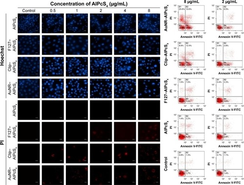 Figure 6 Apoptosis and necrosis induced by AlPcS4, F127–AlPcS4, Clip–AlPcS4, and AuNR–AlPcS4 in gastric cancer cells.Notes: SGC-7901 cells treated with AlPcS4, F127–AlPcS4, Clip–AlPcS4, and AuNR–AlPcS4 at 0.5–8 µg/mL were irradiated, incubated for 24 hours, stained with Hoechst 33258 and PI dyes and then imaged. All the Hoechst and PI stain images were acquired at 40× magnification. Scale bars =20 µm.Abbreviations: AlPcS4, Al(III) phthalocyanine chloride tetrasulfonic acid; AuNR, gold nanorods; Clip, cationic liposome; PI, propidium iodide.
