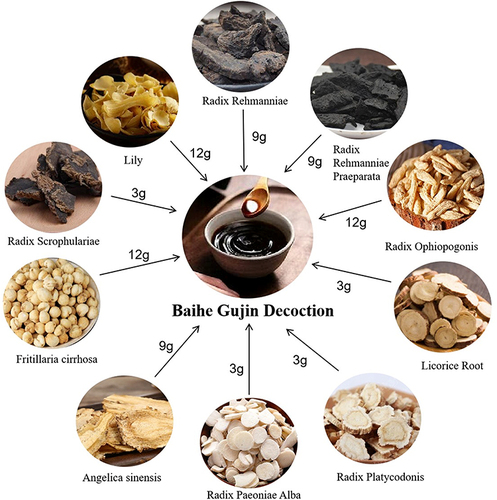 Figure 2 Pharmaceutical composition of Baihe Gujin decoction. Baihe Gujin decoction was a traditional Chinese herbal formula. The pharmaceutical composition typically included a combination of various herbs carefully selected for their synergistic effects. Baihe Gujin decoction often consisted of the following key ingredients: Lily (12g), Radix Ophiopogonis (12g), Fritillaria cirrhosa (12g), Radix Rehmanniae (9g), Radix Rehmanniae Praeparata (9g), Angelica sinensis (9g), Radix Scrophulariae (3g), Licorice Root (3g), Radix Platycodonis (3g), Radix Paeoniae Alba (3g).
