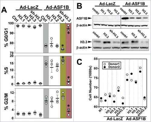 Figure 6. An interaction with H3.3 is necessary for ASF1B to induce human β-cell proliferation. (A) Flow cytometry analysis of cell cycle progression in disrupted human islets 48 h after indicated viral-mediated transductions. (B) Western blot illustrating relative protein abundance of ASF1B in islet cells expressing histone H3.1, H3.2 or H3.3 alone or in combination with Ad-LacZ (control) or ASF1B (upper panel); reduced protein abundance of histone H3.3 in response to sh-RNA mediated suppression (lower panel) N = 4 human donors. (C) Quantitation of change in cell number after ASF1B-mediated induction in human β-cell proliferation. Changes are measured using CyQuant assay and compared to control (no treatment, NT), N = 2 human donors.