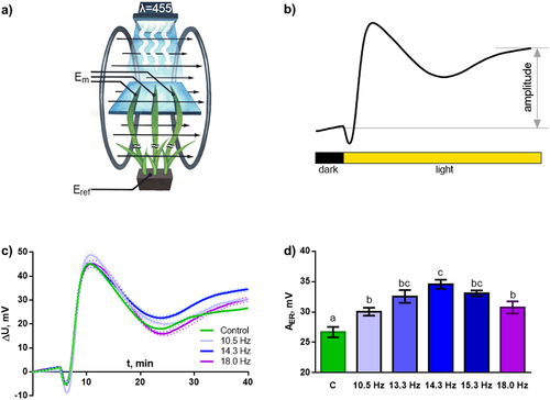 Figure 4. Effect of magnetic fields with frequencies of 10.5, 13.3, 14.3, 15.3 and 18 Hz on the parameters of light-induced electrical reactions of wheat plants. (a) – scheme for recording light-induced electrical reactions. Illumination was produced with blue light (455 nm) using an LED matrix. Measuring electrodes (Em) were located on the illuminated areas of the plant leaf. The reference electrode was located in the root area without light. (b) – scheme for calculating the amplitude of light-induced electrical reactions of wheat plants. (c) – averaged recordings of light-induced electrical reactions under MF with frequencies of 10.5, 14.3 and 18 Hz. The dotted line indicates standard error of mean (SE). (d) – amplitudes of light-induced electrical reactions (AER) under MF with frequencies of 10.5, 13.3, 14.3, 15.3 and 18 Hz. C – plants grown under control conditions without an additional ELF MF. n = 30.