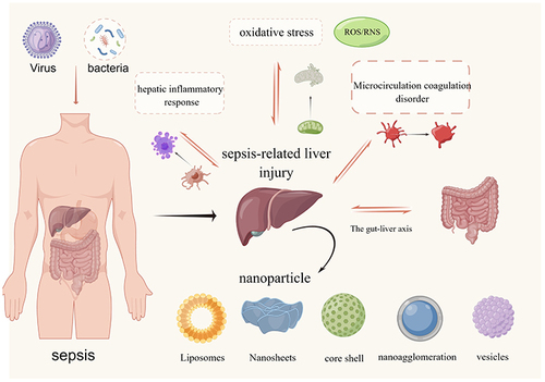 Figure 1 Pathogenesis of sepsis-related liver injury and drug delivery nanosystems.