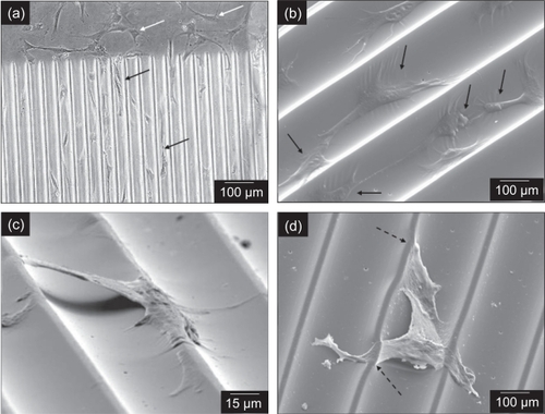 Figure 8 Cells on CHANNELS aligned along the direction of the channels (black arrows), while cells on SMOOTH kept their random orientation (white arrows) (a). The majority of cells aligned within the channels (b). while a few straddled the ridges (c). In some cases, distortions of the ridges at the points of cell attachment were observed (dashed black arrows), which suggest strong adhesion of the cell to PDMS (d). Phase contrast image is (a); (b)–(d) are SEM images.