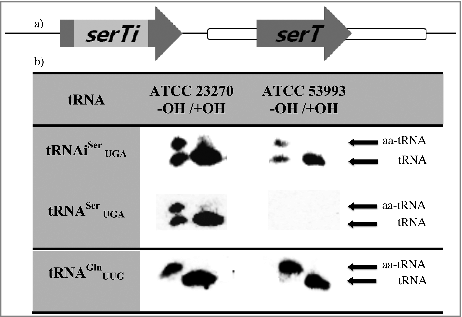 Figure 4. Functional analysis of tRNASer UGA. a (Upper panel). Schematic representation of the genes (arrows) serTi, encoding the tRNASer UGA 75-containing intron (light gray), and serT, encoding the canonical tRNASer UGA 55 (ICEAfe1, white bar; chromosome, black line. Not at scale), from A. ferrooxidans strain ATCC 23270. b (Lower panel) Northern blot analysis of periodate-treated total tRNA from A. ferrooxidans before or after (OH-/OH+) incubation with Tris-acetate, pH 9, followed by electrophoresis under denaturing conditions, revealed with specific probes for tRNASer UG A 75, tRNA Ser UGA 55 or tRNAGln UUG (chromosomal tRNA used as control). A tRNA preparation from strain ATCC 53993 that lacks ICEAfe1 and therefore contains only the chromosomally-encoded version of tRNASer UGA was also used as a control.