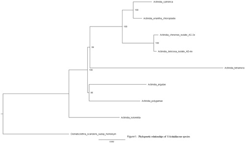 Figure 1. Phylogenetic relationships of eight Actinidiaceae species based on chloroplast sequences. Bootstrap percentages are indicated for each branch. GenBank accession numbers: Actinidia deliciosa (NC_026691.1), Actinidia kolomikta (NC_034915.1), Actinidia chinensis (NC_026690.1), Actinidia polygama (NC_031186.1), Actinidia eriantha(NC_034914.1), Actinidia tetramera (NC_031187.1), Actinidia arguta (NC_034913.1), and Clematoclethra scandens subsp. hemsleyi (KX345299.1).