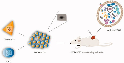 Scheme 1. In this work, the objective was to develop a new class of nanoparticles, EGCG-RNPs (nano-realgar encapsulated in EGCG), which can enhance anti-proliferative effect of APL HL-60 leukemia cells by increased uptake and prolonged the retention time of realgar, and therapeutic effect on subcutaneous HL-60 cells solid tumor.