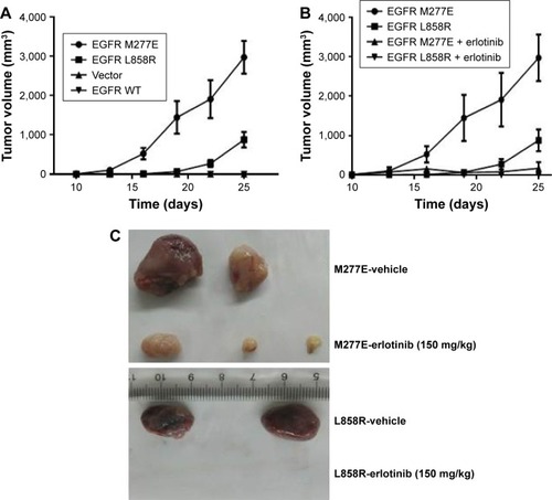 Figure 5 NIH 3T3 cells harboring EGFR M227E mutations formed tumors in xenograft models.