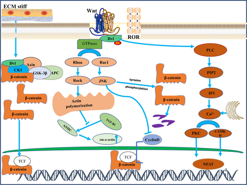 Figure 2 β-catenin independent signaling. Orange-and-brown labeled components depict planar cell polarity (PCP) and WNT/Ca2+ signaling, respectively. PCP signaling triggers activation of small GTPases such as RhoA and Rac-1, which in turn activates Rho-kinase (ROCK) and Jun-N-terminal kinase (JNK), leading to actin polymerization. This pathway is significantly involved in the regulation of cell polarity, motility, and contraction. The WNT/Ca2+ pathway activates calmodulation-independent kinase II (CamKIl) and protein kinase C (PKC), which in turn activate Ca2+ -sensitive transcription factors, including T-cell activated nuclear factor (NFAT), which regulates transcription of genes that control cell fate and cell migration.In airway smooth muscle cells, Wnt11 activates RhoA in response to TGF-B-induced upregulation of SM-A-actin. ROCK activation is involved in the extracellular matrix. Degree promotes the process of β-catenin nuclear translocation. However, under certain circumstances, JNK activation induces tyrosine phosphorylation of b-catenin, thereby inhibiting its nuclear translocation and thereby inhibiting the canonical WNT signaling pathway.