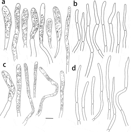 Figure 12. Russula yadongensis (HMAS287386, holotype), pileipellis. (a) Pileocystidia near the pileus centre. (b) Hyphal terminations near the pileus centre. (c) Pileocystidia near the pileus margin. (d) Hyphal terminations near the pileus margin. Cystidial contents as observed in Congo Red. Scale bar = 10 μm.