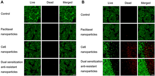 Figure 4 Survival status of drug-resistant MCF-7/adr cells after treatment with varying nanoparticles in dark conditions (A) and after laser irradiation (B).