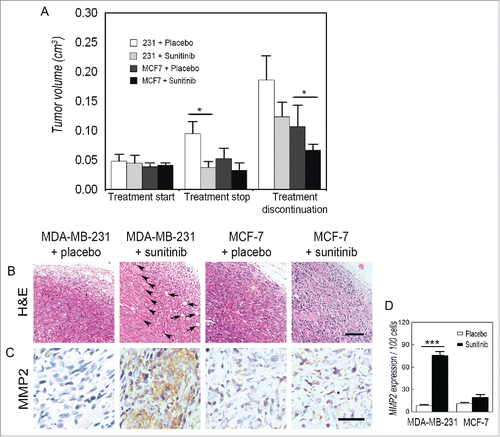 Figure 1. Discontinuation of sunitinib promotes TNBC tumor regrowth and invasion. (A) Effects of sunitinib on the tumor volume of TNBC and non-TNBC cells. There wa sno significant difference in tumor volume when the treatment started. After mice were treated with sunitinib for one week, both the TNBC MDA-MB-231 tumors and the non-TNBC MCF-7 tumors in the treatment groups were smaller than those in the control groups. The sunitinib-treated TNBC MDA-MB-231 tumors regrew after treatment discontinuation, while the discontinuation had no significant effect on the tumor volume of the non-TNBC MCF-7 tumors. (B) H&E staining indicated that the TNBC MDA-MB-231 tumor cells invaded into adipose tissue (arrows) and skeletal muscle tissue (arrow heads) after treatment discontinuation. There was no aggressive behavior in the non-TNBC MCF-7 tumors. (C) IHC for MMP2 staining shows that TNBC MDA-MB-231 tumors after treatment was stopped expressed a higher level of MMP2 than tumors during the sunitinib treatment. There was nodifferenceinMMP2 expression in the non-TNBC MCF-7 tumors between the sunitinib treatment and after sunitinib was discontinued. (D) Quantification of MMP2 expression in the different groups. The scale bar represents 100 μm, and the error bar indicates the standard deviation (SD). *P < 0.05, ** P < 0.01, *** P < 0.001.
