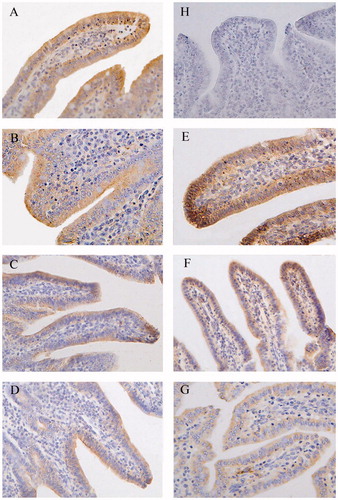 Figure 2. Immunohistochemistry of claudin-1 in proximal jejunum of piglets (×400). Group A was control group and piglets in this group were fed with basal diet; Piglets in groups B, C and D were fed with basal diet + (500, 2000 and 5000 mg/kg·BW) β-conglycinin, respectively; Piglets in groups E, F and G were fed with basal diet + (500, 2000 and 5000 mg/kg·BW) glycinin, respectively; Group H was negative control. The average optical density (OD) value of claudin-1 expression was analysed by the Image-Pro plus 6.0 and as shown in Table 7.