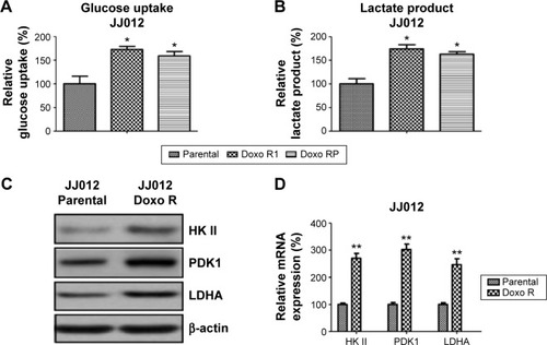 Figure 3 Doxorubicin resistant cells exhibit upregulated glucose metabolism.