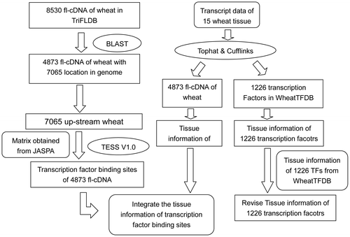 Fig. 1. Schematic description of wheat transcription factors and their binding sites analysis workflow.