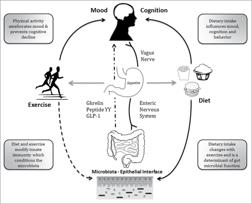 Figure 1. Schematic overview of potential sites of interaction between the biological adaptations to exercise and the microbiota. This is intended to be representative not comprehensive. Exercise is linked with a diversity of biological responses including a modifying influence on the brain-gut-microbe axis, diet-microbe-host metabolic interactions, neuro-endocrine and neuro-immune interactions. For example, exercise is long known to increase vagal tone - the hard wiring of the gut - which is anti-inflammatory and immune-modulatory. The latter might represent an indirect means by which exercise conditions gut microbiota composition.