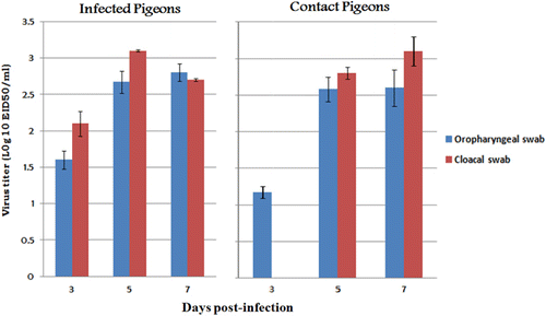 Figure 3. Virus titres in oropharyngeal and cloacal swabs collected from infected and contact pigeons at 3, 5 and 7 d.p.i. The mean value of virus titre (log 10 EID50/ml) in swabs collected from three birds ± standard error.