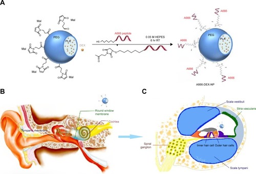 Figure 1 (A) Preparation of A666-DEX-NP. (B) RWM drug administration. (C) Outer hair cells (OHCs) targeting.Abbreviations: A666-DEX-NP, A666 peptide-conjugated NP loaded with DEX; DEX, dexamethasone; Mal, maleimide; NP, nanoparticle; OHCs, outer hair cells; PEG, poly(ethylene glycol); PLA, poly(lactide); RT, room temperature; RWM, round window membrane.