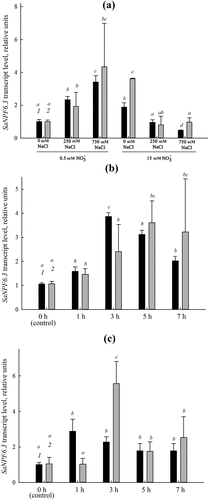 Figure 4. Relative representation of transcripts of the nitrate transporter gene SaNPF6.3 in S. altissima roots under: (a) long-term salinity (0, 250, 750 mM NaCl) at different nitrate availability (0.5 or 15 mM NO3–) in the NS relative to the normalization factor NF (eEF1+PP2A) (black bars, 1) and ACT7 (gray bars, 2); (b) salt shock (250 mM NaCl) at low nitrate concentration in the NS (0. 5 mM) relative to NF (ACT7+L2) (black bars, 1) and TUA (gray bars, 2); (c) one-step increase in nitrate concentration in the NS from 0.5 to 5 mM relative to NF (eEF1+PP2A) (black bars, 1) and ACT7 (gray bars, 2). Different letters indicate significant difference (p-value <.05).