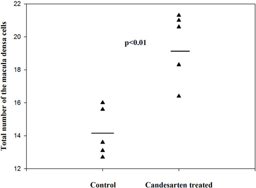 Figure 7 The total number of MD cells in control and candesartan-treated groups. There is a significant increase in the candesartan-treated group vs the control (Paired T-test; p<0.011). Reproduced with permission from Razga Z, Nyengaard JR. The effect of angiotensin II on the number of macula densa cells through the AT1 receptor. Nephron Physiology. 2009; 112: 37–43. Copyright © 2009, © 2009 S. Karger AG, Basel 0.Citation1 The changes of total volume of MD are a changes in number of MD cells related to activity of RAS. The proliferation of MD cells was excluded by immunohistochemistry of Ki67 and BrdU test,Citation1 so the changes in number of MD cells are the trans-differentiation related process.