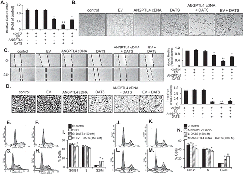 Figure 5. ANGPTL4 enhances the DATS-induced inhibition of proliferation, migration, and invasion and induction of G2/M-phase cell cycle arrest in EJ cells. (a) The relative cell number was determined as a fold change compared to the control. (b) Images of cells under different transfection conditions as indicated were photographed under a phase contrast microscope. (c, d) After transfection, wound-healing capacity and invasiveness of EJ cells under the indicated conditions were presented as a fold change compared to the control. (E-N) After transfection with either ANGPTL4 or an empty vector (EV), changes in the cell-cycle phase distribution in response to DATS were analyzed by flow cytometry. The results in bar graphs are presented as the mean ± SE from three different triplicate experiments. *p < 0.05, vs. control and **p < 0.05, vs. DATS treatment.