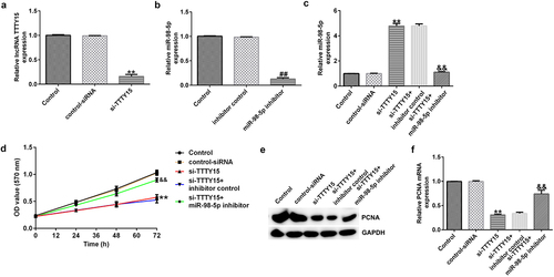 Figure 3. lncRNA TTTY5 suppressed miR-98-5p expression in AGS cells to regulate AGS cell proliferation.