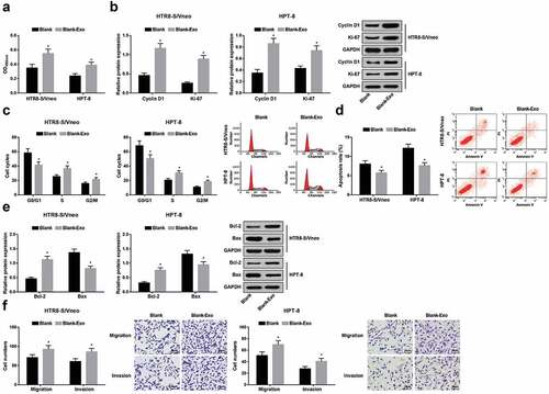 Figure 3. Exosomes elevates HTR8-S/Vneo and HPT-8 cell proliferation, migration, invasion abilities, and cell cycle entry and represses apoptosis. a.) Detection of HTR8-S/Vneo and HPT-8 cell proliferation in each group by MTT assay; b. Detection of Cyclin D1 and Ki-67 protein expression of HTR8-S/Vneo and HPT-8 cells in each group by Western blot analysis; c. Detection of HTR8-S/Vneo and HPT-8 cell cycle distribution in each group by flow cytometry; d. Detection of apoptosis of HTR8-S/Vneo and HPT-8 cells in each group by flow cytometry; e. Detection of Bcl-2 and Bax protein expression of HTR8-S/Vneo and HPT-8 cells in each group by Western blot analysis; f. Detection of HTR8-S/Vneo and HPT-8 cell migration and invasion abilities by Transwell assay. *, P < 0.05 vs the Blank group; Measurement data were expressed as mean ± standard deviation and those subjected to normal distribution between two groups were compared with independent sample t-test.