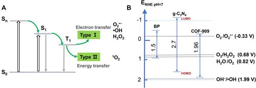 Figure 2 (A) Schematic illustration of SCPs photophysical and photochemical basis of PDT. (B) Reduction potential diagram of reactive oxygen species.