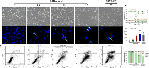 Figure 3 In vitro pro-apoptotic effects of QBD (0, 1.5, 2.25, and 3 mg/mL) on H1299 cells. (A) Morphological observation of H1299 cells treated with QBD (0, 1.5, 2.25, and 3 mg/mL) or DDP (22.5 μg/mL) for 24 h. (B) Cell viability of H1299 cells treated with QBD (0, 1, 1.5, 2, 3, and 4 mg/mL) for 24 and 48 h. (C) DAPI staining, TUNEL assay observations of H1299 cells after 24 h treatment of QBD (0, 1.5, 2.25, and 3 mg/mL) or DDP (22.5 μg/mL), with white arrows indicating TUNEL positive cells. (D) Flow cytometry analysis of H1299 cells after 24 h treatment of QBD (0, 1.5, 2.25, and 3 mg/mL) or DDP (22.5 μg/mL) and the statistical analyses of the apoptotic rate. LL: FITC-Annexin V and PI negative; LR: FITC-Annexin V positive; UR: FITC-Annexin V and PI positive; UL: PI positive, Values were presented as the mean ± SD, *P < 0.05, **P < 0.01, and ***P < 0.001 vs control group. Scale bar: 50 μm.