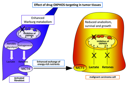 Figure 1. Targeting OXPHOS in tumor microenvironment. Inhibition of OXPHOS in the whole tumor tissue gives rise to opposite effects in tumor cells or in stromal counterparts. Indeed, the block of mitochondrial machinery in CAFs activate a Warburg-like metabolism, forcing the production of lactate and ketones, energy-rich metabolites that cancer cells are no more able to utilize for anabolic purpose due to the block of their own mitochondrial metabolism by drugs. In addition, during OXPHOS targeting of tumors, accumulating lactate and ketones likely participate to acidify the hostile tumor microenvironment.