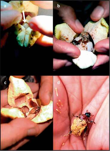 Figure 9. Cyclocephala celata visiting flowers of Annona crassiflora in a Cerrado area in the municipality of Chapada dos Guimarães, MT. (a) Here, the elytra (arrow) of one individual of C. celata are visible inside a female-phase flower. (b) Individuals of C. celata covered in pollen exiting a male-phase flower. (c) Two individuals of C. celata covered in pollen inside a recently fallen corolla that was picked from the ground beneath an A. crassiflora tree. Note that their heads are directed towards the base of the petals, where the nutritious basal lobes are located. (d) This individual of C. celata had just escaped from inside a corolla that was found on the ground under an A. crassiflora individual on the day following flower anthesis.