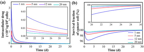 Figure 9. Temporal distribution of (a) internalized free drug and (b) survival fraction of tumor cells. Smaller secondary nanoparticles exhibit improved therapeutic response by providing a higher concentration of free drugs in the interstitium.