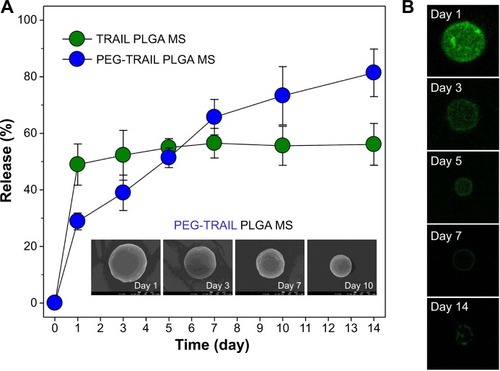 Figure 2 In vitro release of TRAIL and PEG-TRAIL from PLGA MSs.Notes: (A) In vitro release profiles of TRAIL and PEG-TRAIL from PLGA MSs (inset: SEM photographs of PEG-TRAIL PLGA MSs at days 1, 3, 7, and 10). (B) CLSM images of fluorescein-tagged PEG-TRAIL PLGA MSs (at days 1, 3, 5, 7, and 14).Abbreviations: TRAIL, TNF-related apoptosis-inducing ligand; PEG-TRAIL, PEGylated TNF-related apoptosis-inducing ligand; PLGA MS, poly(lactic-co-glycolic acid) microsphere; SEM, scanning electron microscopy; CLSM, confocal laser scanning microscopy; TNF, tumor necrosis factor; PEG, polyethylene glycol.