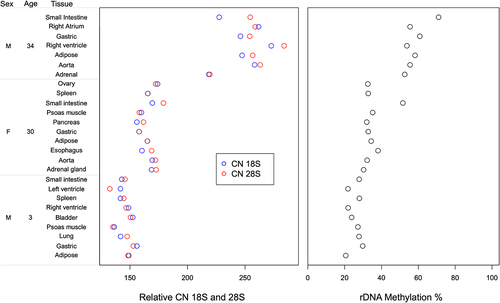 Figure 2. Relative rDNA copy number and global rDNA methylation in multiple post-mortem tissues from each of three individuals.