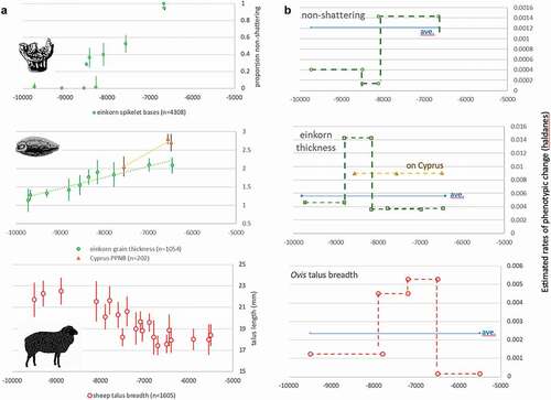 Figure 3. (a). Selected examples of morphological change in western Asia: einkorn wheat non-shattering (Allaby et al. Citation2017), einkorn grain size (Fuller et al. Citation2014; Kabukcu et al. Citation2021) and sheep size based on talus breadth (data compiled by authors Arbuckle and Peters based on their own work and supplemented with published (Küchelmann Citation2019) and unpublished data). (b). The same dataset converted to Haldane rate estimates over subsets of the data in comparison to average Haldane rate based on a regression through the whole dataset (assumes 3-year generation for sheep, 1-year for crops).