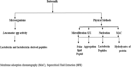 Figure 4. Mechanistic view to produce bioactive peptides from buttermilk.