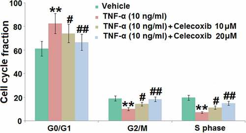 Figure 3. The effect of Celecoxib on the cell cycle arrest in the G0/G1 phase induced by TNF-α in human C-28/I2 chondrocytes. Cells were treated with TNF-α (10 ng/ml) in the absence or presence of Celecoxib at concentrations of 10, 20 μM for 7 days. Cell cycle fraction in the G0/G1 phase, G2/M phase, and S phase was calculated (***, P < 0.005 vs. vehicle group; #, ##, P < 0.05, 0.01 vs. TNF-α group)