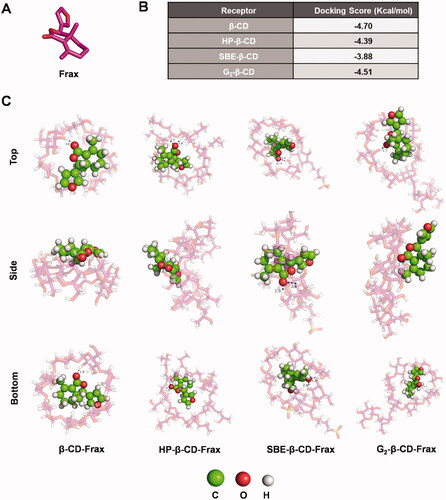 Figure 4. Docking studies to predict interactions between fraxinellone (Frax) and cyclodextrins (CDs) in inclusion complexes. (A) Structure of Frax. (B) Docking score of Frax with different CDs. (C) 3 D binding model between Frax and CDs with different orientations as obtained from docking calculations. Top, side, and bottom views of β-CD-Frax, HP-β-CD-Frax, SBE-β-CD-Frax, and G2-β-CD-Frax inclusion complexes are shown. Frax is shown in green, CDs in magenta, and hydrogen bonding as a blue dashed line.