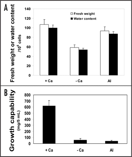 Figure 3 Fresh weight and water content (mg/106 cells) in Ca-depleted (- Ca), supplemented with 0.5 mM Ca (+ Ca) or Al-treated (Al) cultures for 18 h (A). This phenomenon has also been found to be consistent at 0.1 or 3 mM calcium. For the determination of cell density, protoplasts were isolated and counted using haemacytometer as described in ‘Materials and Methods’. (B) represents growth capability of variously treated tobacco cells. The cells were washed twice with sucrose solution (pH 5.8) and then resuspended in a modified MS medium and let grow for 6 days more. Thereafter, the fresh weight of 5 mL was determined. Each point represents the mean value of three replicates ± SE from two independent experiments.