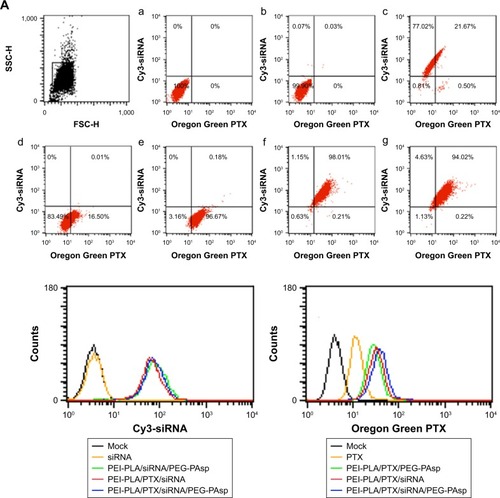 Figure 4 Cellular uptake of siRNA or PTX in different formulations. A549 cells were analyzed after 4 h of incubation at the final concentrations of different NPs (Oregon Green PTX content 200 ng/mL, Cy3 siRNA 50 nM, N/P=30, C/N=1/5). (A) Quantitative analyses of siRNA and PTX uptake by flow cytometry. Fluorescence signals of Cy3 and Oregon Green PTX are presented by four-quadrant diagram and histogram (400×). (a) Mock; (b) siRNA; (c) PEI-PLA/siRNA/PEG-PAsp; (d) PTX; (e) PEI-PLA/PTX/PEG-PAsp; (f) PEI-PLA/siRNA/PTX; (g) PEI-PLA/siRNA/PTX/PEG-PAsp. (B) Confocal laser scanning microscope images of cells treated with different formulations of NPs: (a) siRNA; (b) PEI-PLA/siRNA/PEG-PAsp; (c) PTX; (d) PEI-PLA/PTX/PEG-PAsp; (e) PEI-PLA/siRNA/PTX/PEG-PAsp. For each column, from left to right: nuclei were stained by DAPI (blue); Oregon Green PTX fluorescence in cells (green); Cy3 signal in cells (red); merged with nucleus, Cy3-siRNA, and Oregon Green PTX. The yellow stains (arrows) in the cytoplasm indicates that the NPs successfully enters into the cell nucleus, and could easily escape from the endosomes via the proton sponge effect of PEI.Abbreviations: PTX, paclitaxel; NPs, nanoparticles; PEI-PLA, polyethyleneimine-block-polylactic acid; PEG-PAsp, poly(ethylene glycol)-block-poly(L-aspartic acid sodium salt).