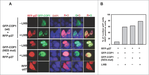 Figure 4. COP1 induces p27 nuclear export. (A) Leptomycin B increased p27 nuclear accumulation in the presence of COP1. 293T cells co-transfected with either wild-type (wt) or NES mutant GFP-COP1 and RFP-p27, cultured with or without leptomycin B (LMB), were stained with DAPI. (B) Percentages of nuclear p27 signals among GFP-positive cells in A are shown.