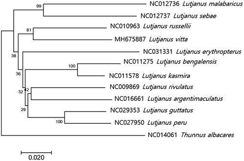 Figure 1. Phylogenetic tree of Lutjanus vitta within Lutjanidae. Phylogenetic tree of Lutjanus vitta complete genome was constructed by MEGA7 software with Minimum Evolution (ME) algorithm with 1000 bootstrap replications. GenBank Accession numbers were shown followed by each scientific name. The sequence data for phylogenetic analyses used in this study were as follows: Lutjanus vitta (MH675887), Lutjanus russellii (NC010963), Lutjanus bengalensis (NC011275), Lutjanus kasmira (NC011578), Lutjanus rivulatus (NC009869), Lutjanus argentimaculatus (NC016661), Lutjanus peru (NC027950), Lutjanus guttatus (NC029353), Lutjanus erythropterus (NC031331), Lutjanus sebae (NC012736), Lutjanus malabaricus (NC012736), and furthermore Thunnus albacares (NC014061) as an outgroup.