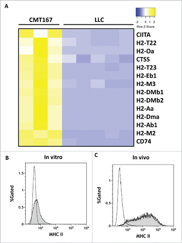 Figure 7. In vivo, CMT167 cells but not LLC cells express MHC class II genes and cofactors necessary for MHC class II processing and presentation. CMT167 tumors and LLC tumors were implanted in GFP-expressing transgenic mice. (A) After several weeks, cancer cells were recovered by sorting for GFP-negative cells using flow cytometry. Total RNA was isolated, analyzed by RNA-seq, and compared with total RNA collected from cancer cells grown in vitro. CMT167 and LLC cancer cells were analyzed for surface expression of MHC II by flow cytometry. The histograms show overlays of MHC II expressed by CMT167 cells (shaded) and LLC cells (white) in vitro (B) and in vivo (C). Data are representative of six independent in vitro experiments and three independent in vivo experiments (n = 2 mice per group).