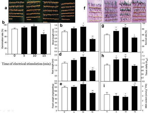 Figure 1. Effect of electrical stimulation on seed germination (a, b), shoot length (c), root length (d), and fresh weight (e) under normal germination conditions, as well as survival rate (f, g), tissue vitality (h), and malondialdehyde (MDA) content (i) of maize seedlings under heat stress. To determine seed germination and seedling growth, the watered maize seeds were treated with electrical stimulation at 22 V for 0, 5, 10, and 15 min, respectively, once per 20 h, and then germinated at 26°C for 60 h. After germination, germination rate, shoot length, root length, and fresh weight were measured. To evaluate thermotolerance, after a 60-h germination, the 60-h-old maize seedlings treated with electrical stimulation above were exposed to heat stress at 47°C for 16 h. After heat stress, survival rate, tissue vitality, and MDA content were determined. The data in figure are the mean ± standard error (SE) (n = 6), significance was tested with Least Significant Difference (LSD), asterisk (*) and double asterisk (**) indicate significant difference (P˂ .05) and very significant difference (P ˂ 0.01) compared to the control without electrical stimulation, respectively.